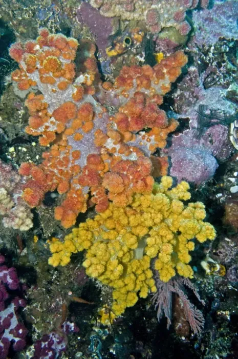 Framed Print : Soft Corals - both these corals are the same species - Indonesia Framed Print : Soft Corals - both these corals are the same species - Indonesia