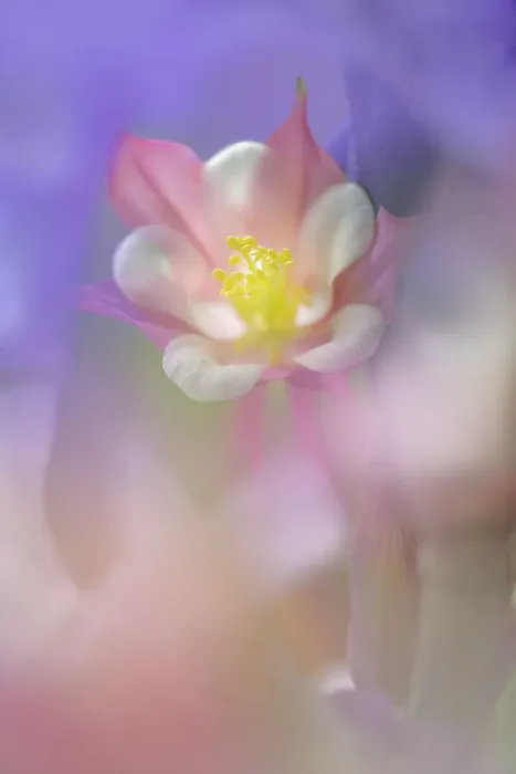 Framed Print : Soft focus Columbine flower, Salem, Oregon Date: 08-06-2009 Framed Print : Soft focus Columbine flower, Salem, Oregon Date: 08-06-2009