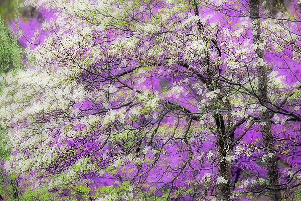 Soft focus view of flowering dogwood tree and distant Eastern redbud, Kentucky Date: 14-04-2021