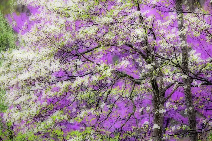 Framed Print : Soft focus view of flowering dogwood tree and distant Eastern redbud, Kentucky Date: 14-04-2021 Framed Print : Soft focus view of flowering dogwood tree and distant Eastern redbud, Kentucky Date: 14-04-2021