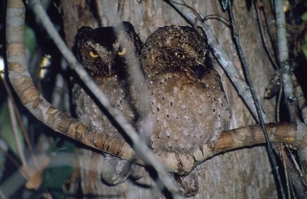 Sokoke  /  Morden's Scops-Owl - endemic to Sokoke forest