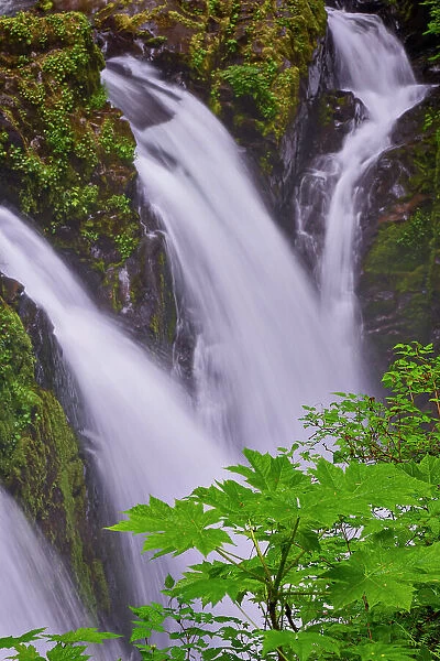 Sol Duc River and Falls, Olympic National Park, Washington State Date: 19-06-2013
