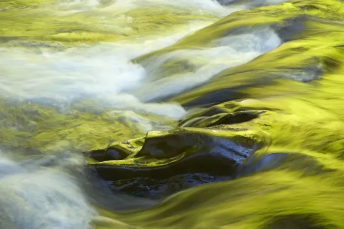 Framed Print : Sol Duc River with surrounding forest reflecting in water Olympic National Park, Washington State, USA LA001486 Framed Print : Sol Duc River with surrounding forest reflecting in water Olympic National Park, Washington State, USA LA001486