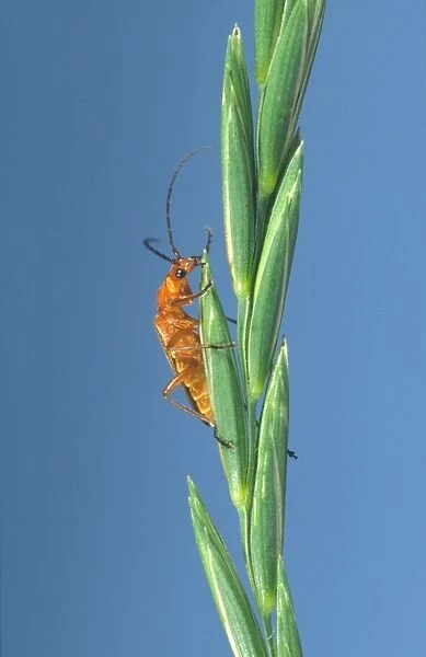 Soldier Beetle On Grass Seeds Norfolk UK