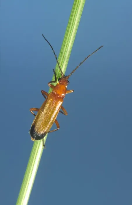 Framed Print : Soldier Beetle On Grass Stem Norfolk UK Framed Print : Soldier Beetle On Grass Stem Norfolk UK
