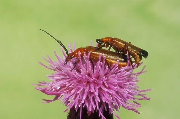 Soldier Beetle Mating pair on thistle, UK