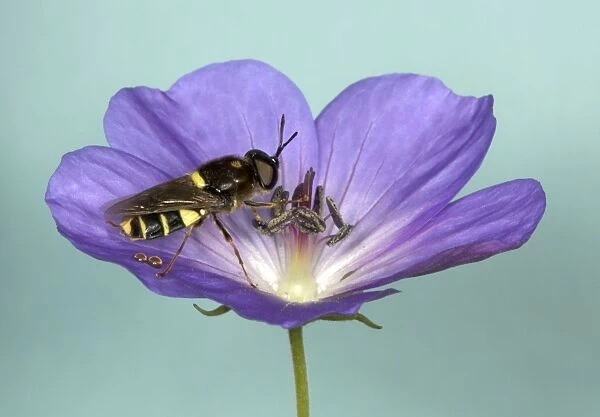 Soldier Fly - Feeding on nectar in purple flower of Geranium Recently emerged from garden pond (larvae are aquatic) Note excretory droplets UK garden