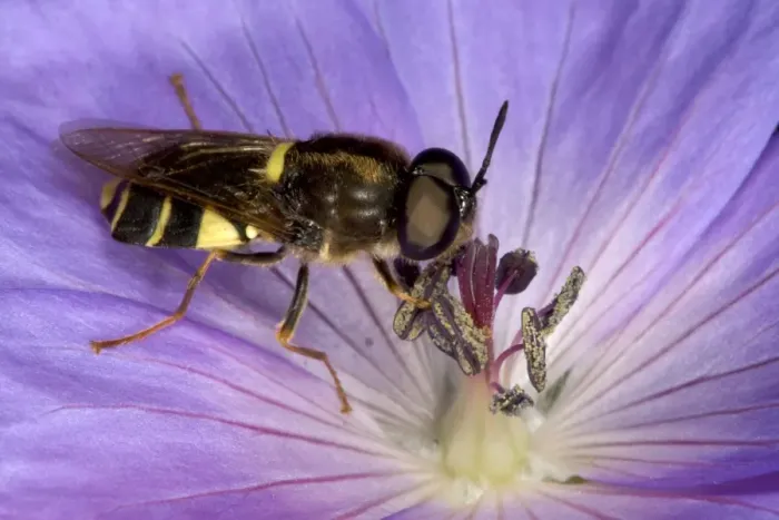 Framed Print : Soldier Fly - Feeding on nectar in purple flower of Geranium Recently emerged from garden pond (larvae are aquatic) UK garden Framed Print : Soldier Fly - Feeding on nectar in purple flower of Geranium Recently emerged from garden pond (larvae are aquatic) UK garden