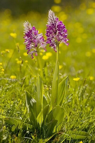Soldier Orchid or Military Orchid (Orchis militaris), Sweden