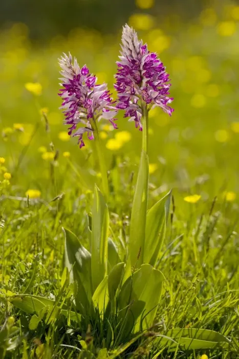 Framed Print : Soldier Orchid or Military Orchid (Orchis militaris), Sweden Framed Print : Soldier Orchid or Military Orchid (Orchis militaris), Sweden