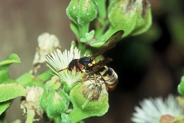 Solitary  /  Pollen wasp collecting pollen from 'mesem' flower. Excavates nests in hard clay soil never far from water often in colonies, provisioning cells with pollen and nectar (uniquely for wasps)