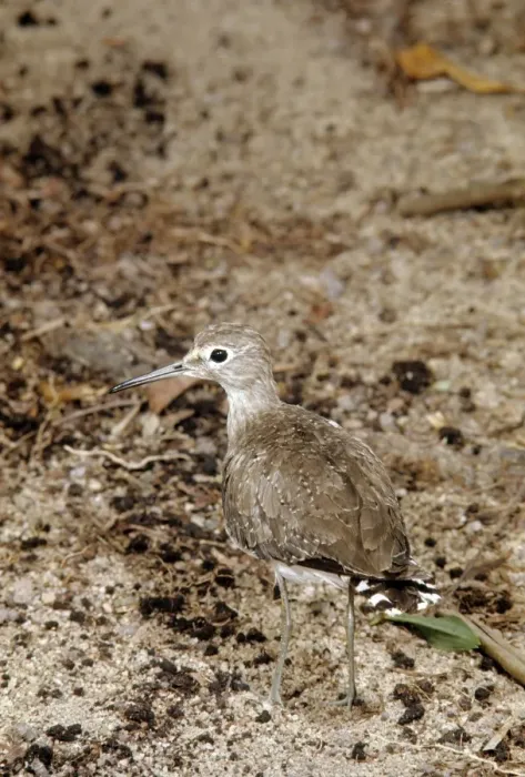 Framed Print : Solitary Sandpiper