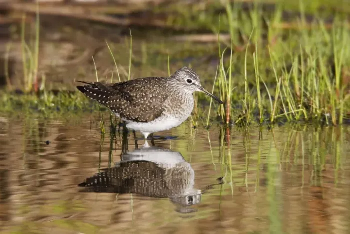 Framed Print : Solitary Sandpiper - feeding in beaver pond during spring migration - May - Connecticut - USA Framed Print : Solitary Sandpiper - feeding in beaver pond during spring migration - May - Connecticut - USA