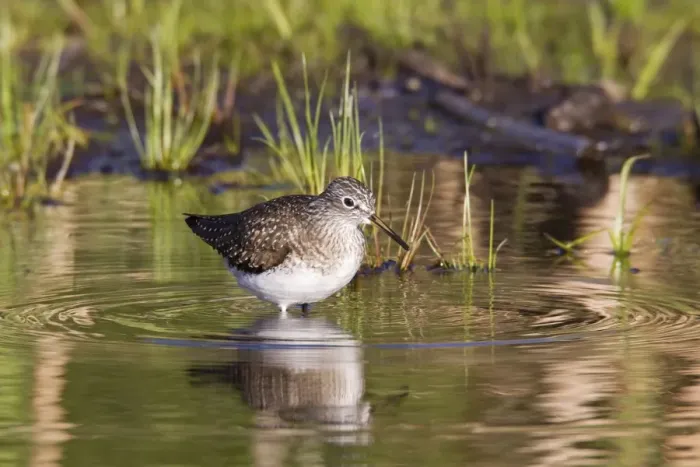 Framed Print : Solitary Sandpiper - feeding in beaver pond during spring migration - May - Connecticut - USA Framed Print : Solitary Sandpiper - feeding in beaver pond during spring migration - May - Connecticut - USA