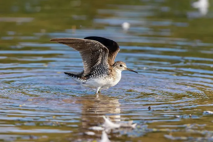 Framed Print : Solitary Sandpiper (Tringa solitaria) bathing in wetland Marion County, Illinois. Date: 15-08-2020 Framed Print : Solitary Sandpiper (Tringa solitaria) bathing in wetland Marion County, Illinois. Date: 15-08-2020