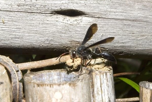 Solitary wasp carrying clod of earth for sealing nest entrance. Sam Knott Nature Reserve, nr Grahamstown, Eastern Cape, South Africa
