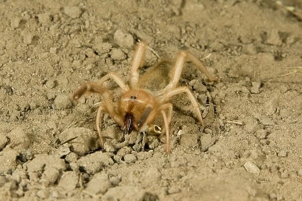 Solpugid = known commonly as Sun Spiders or Wind Scorpions. South Texas