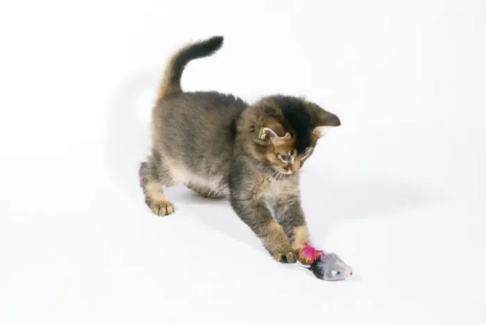 Framed Print : Somali Cat - 6 week old kitten playing Framed Print : Somali Cat - 6 week old kitten playing