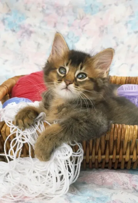 Framed Print : Somali Cat - kitten in basket of wool Framed Print : Somali Cat - kitten in basket of wool