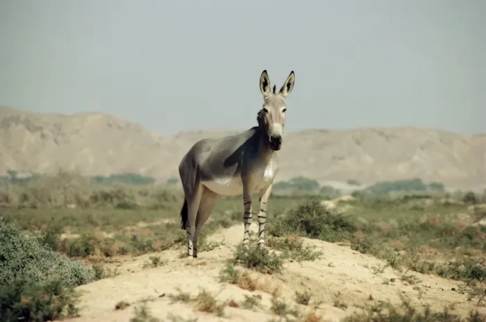 Framed Print : Somalian Wild Ass - Israel