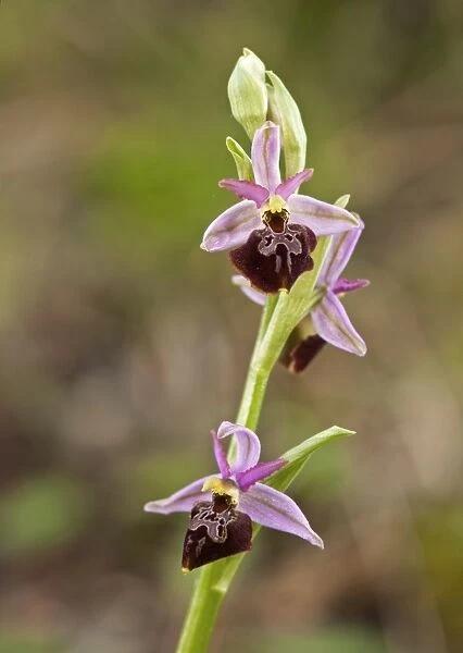 Sombre Bee-orchid