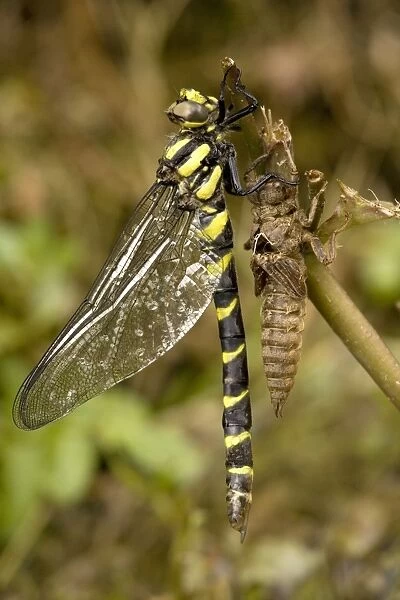 Sombre gold-ringed dragonfly - emerging from nymphal case. N. Greece