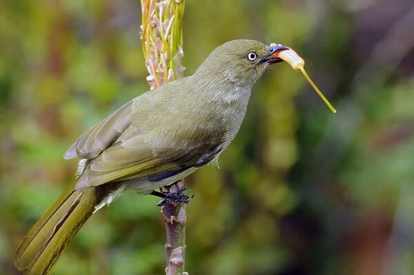 Sombre Greenbul  /  Sombre Bulbul - Eating flower from Aloe arborescens. Endemic in coastal eastern and southern Africa, extending inland especially in Kenya, Malawi and Mozambique
