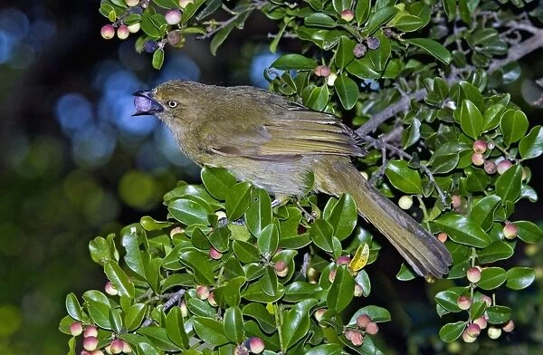 Sombre Greenbul  /  Sombre Bulbul - feeding on fruits of Cat-thorn (Scutia myrtina). Endemic to eastern and southern coastal regions of Africa as far as Cape Town, extending inland to varying degrees - Grahamstown, Eastern Cape, South Africa