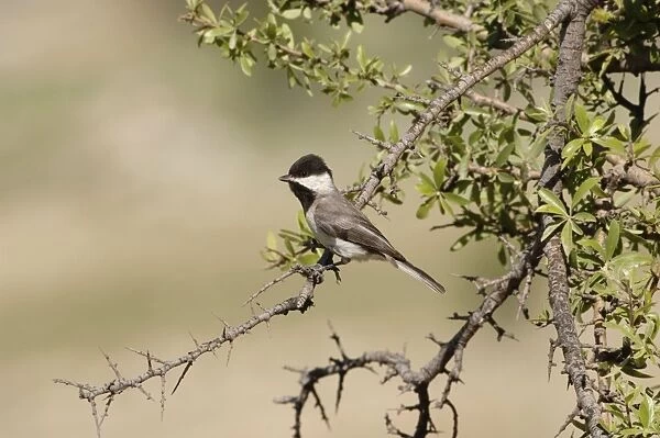 Sombre Tit - adult, May. Southern Turkey