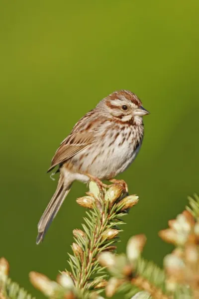Song Sparrow Print (Melospiza melodia, JZ-2337). Art Prints