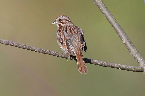 Song sparrow Date: 18-04-2021