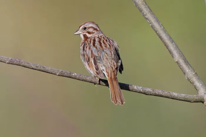 Framed Print : Song sparrow Date: 18-04-2021 Framed Print : Song sparrow Date: 18-04-2021