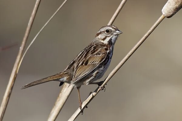 Song Sparrow - Spring - CT - USA