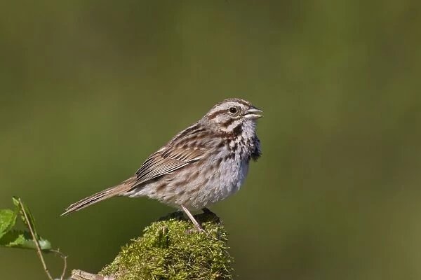 Song Sparrow - Spring - CT - USA
