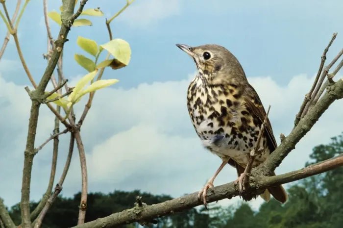 Framed Print : Song Thrush Framed Print : Song Thrush