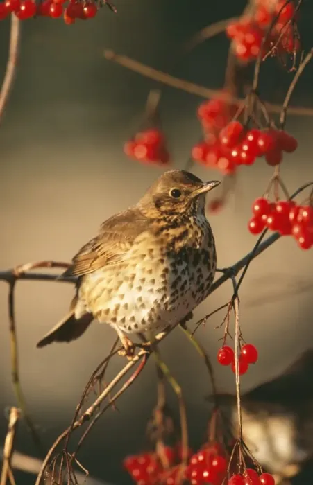 Framed Print : Song Thrush