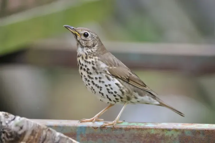 Framed Print : Song Thrush Framed Print : Song Thrush