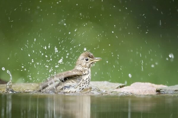 Song Thrush - bathing in forest pool Turdus philomelos Hungary BI19755
