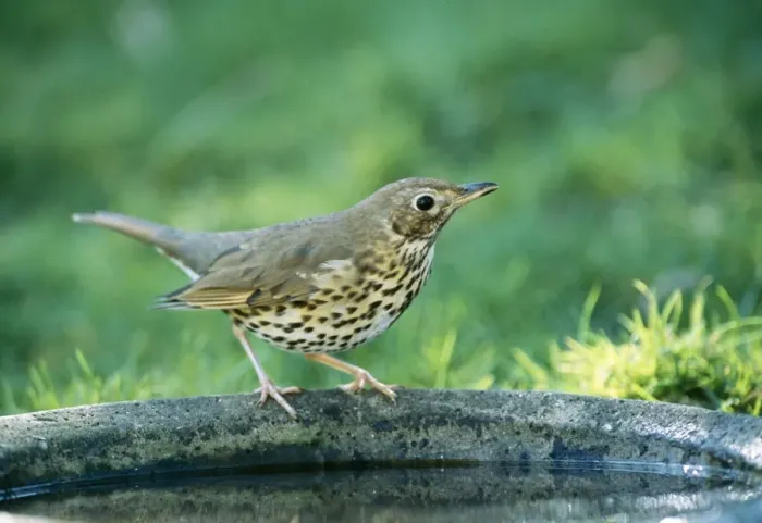 Framed Print : Song Thrush On bird bath Framed Print : Song Thrush On bird bath