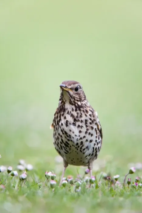 Framed Print : Song Thrush - Cornwall - UK Framed Print : Song Thrush - Cornwall - UK