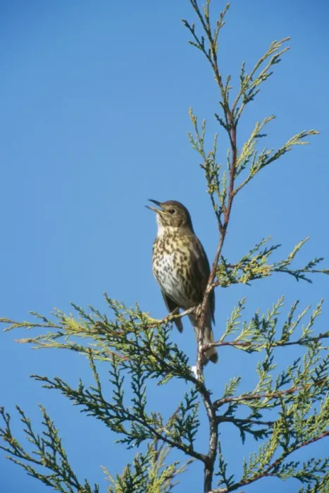 Framed Print : Song Thrush COS 563 Singing in garden on Leyandii, Essex UK. Turdus philomelos © Bill Coster  /  ARDEA LONDON