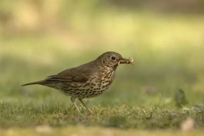 Framed Print : Song Thrush - eating worm Framed Print : Song Thrush - eating worm