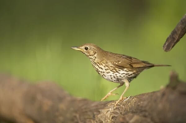 Song Thrush - In forest Turdus philomelos Hungary BI016353