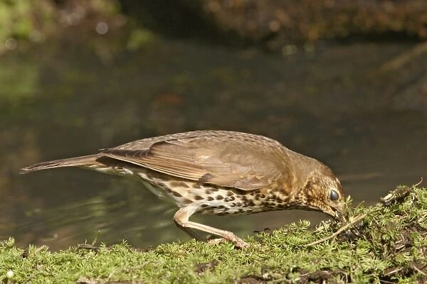 Song thrush – gathering nest material and showing nictating membrane Bedfordshire UK