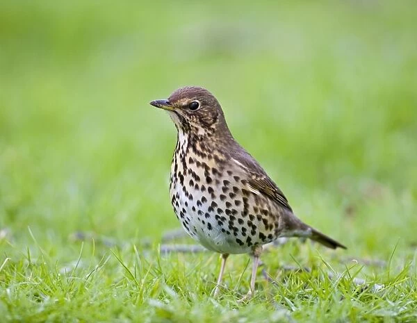 Song thrush - on grass three quarter view West Wales UK 005408