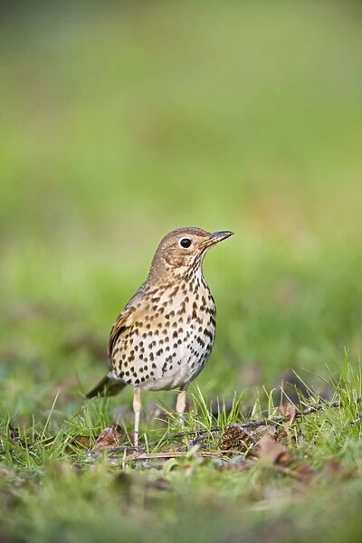 Song thrush - on grass front view West Wales UK 005385