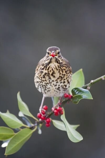 Song Thrush - on a holly tree with berry in mouth - UK