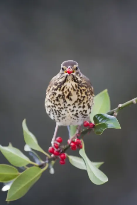 Framed Print : Song Thrush - on a holly tree with berry in mouth - UK Framed Print : Song Thrush - on a holly tree with berry in mouth - UK