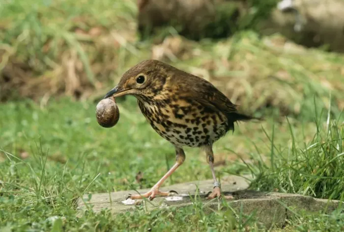 Framed Print : Song Thrush JD 16562 Using anvil to crack open Snail shell Turdus philomelos © John Daniels / ardea. com Framed Print : Song Thrush JD 16562 Using anvil to crack open Snail shell Turdus philomelos © John Daniels / ardea. com