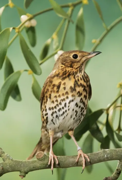 Framed Print : Song Thrush JD 16785 In mistletoe Turdus philomelos © John Daniels  /  ardea. com